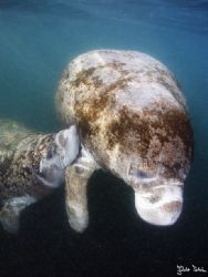Manatee nurses her child

Taken with Olympus E-20 in Ti... by Istvan Juhasz 